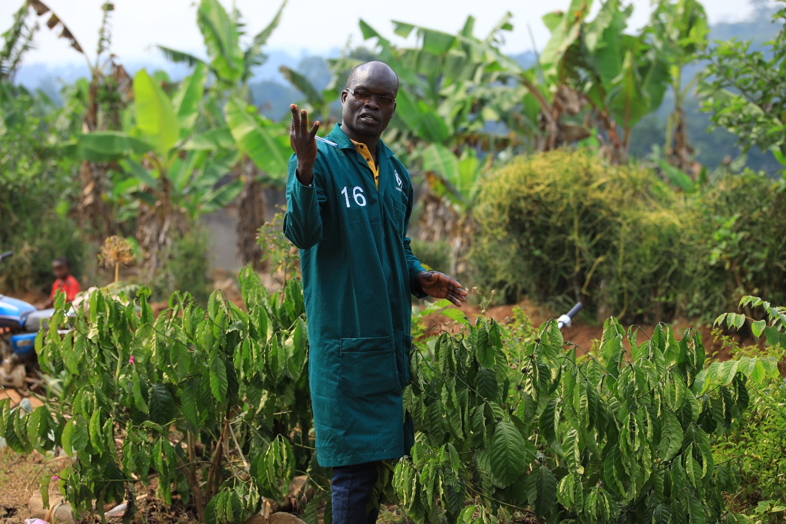 A farm agronomist inspecting young coffee plants in the field